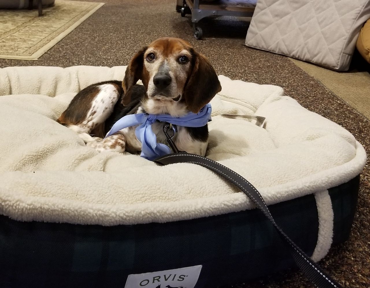 Operation Paws for Homes -Scrooge.jpeg